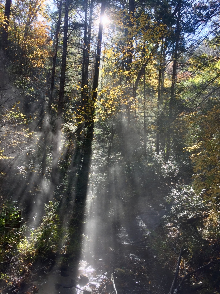 The mist creeping through the trees at the base of the falls.